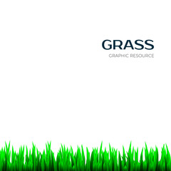 Grass texture. Realistic horizontal Herb botany frame for banner. Vector illustration