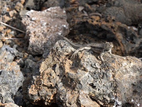San  Lava Lizard, Microlophus bivittatus, is heated on stone,  of Isabela Island, Galapagos, Ecuador