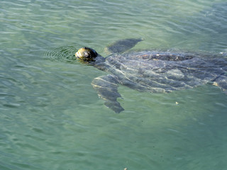 Loggerhead sea turtle, Caretta caretta is inhaled, Isabela Island, Galapagos, Ecuador