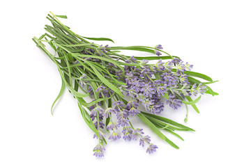 Fototapeta premium Lavender plant blossom