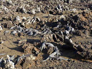 Marine Iguana, Amblyrhynchus cristatus albemarlensis, with some places found in large numbers, Isabela Island, Galapagos, Ecuador
