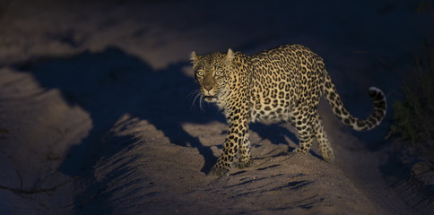 Lone leopard walking in darkness and hunt for food in nature