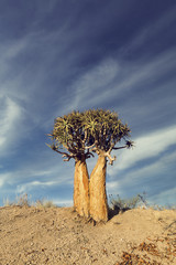Landscape of a Quiver Tree with blue sky and thin clouds in dry desert
