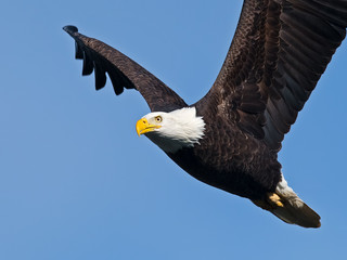 Bald Eagle in Flight