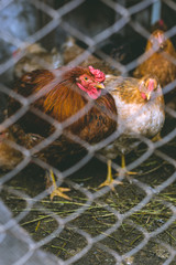 Chickens on the farm. Toned, style, color photo. © BearOK