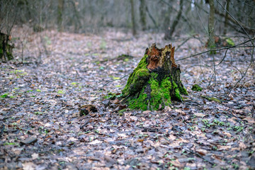 Old stump with green moss in the autumn forest.