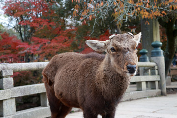 Deer with cut off antler standing on the bridge at the park in Nara, Japan. The park is home to hundreds of freely roaming deer.