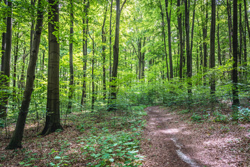 Forest road among beech trees in Pazurek natural preserve in Poland