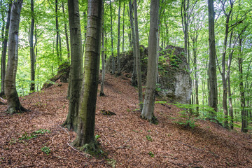 Limestone rock in Pazurek natural preserve in Poland