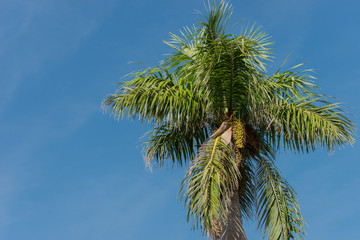 Palme auf Kuba Varadero