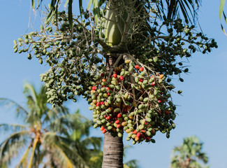 Palme auf Kuba Varadero