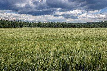 Green Barley field in Silesia region of Poland