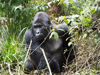 Berggorilla