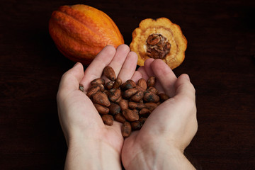 Fresh dry cacao beans
