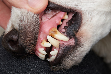 Cleaning dog teeth service