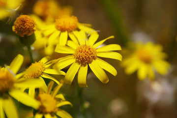 flowering yellow spring flowers