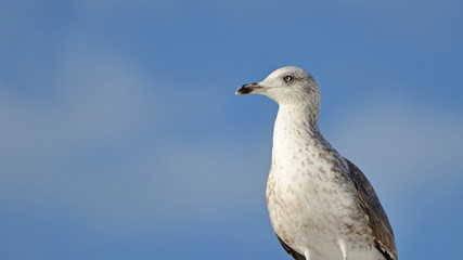 Seagull © Tomasz Warszewski