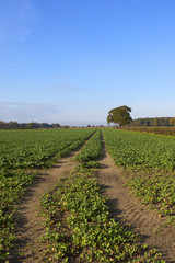 Fototapeta na wymiar autumn canola crop