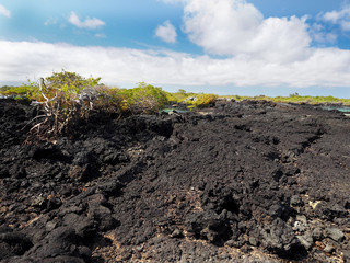 The southern island of Isabela is formed by black lava with mangrove stands, Glapagos, Ecuador
