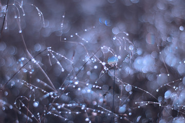 Toning is blue background. drops of dew on the dried grass. bokeh.