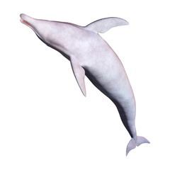Obraz premium 3D Rendering Dolphin on White