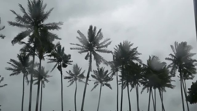 Monsoon and heavy rain with strong wind and coconut palm tree on tropical island