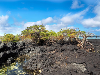 The southern island of Isabela is formed by black lava with mangrove stands, Glapagos, Ecuador