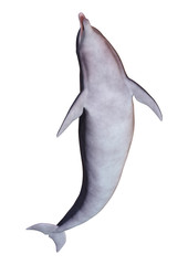 3D Rendering Dolphin on White