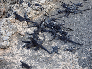 Marine Iguana, Amblyrhynchus cristatus albemarlensis, with some places found in large numbers, Isabela Island, Galapagos, Ecuador