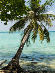 Naklejka premium Palm tree and a tropical bird against the turquoise water of Indian Ocean, light clouds in the sky above the horizon line, peace and quiet of the tropical island. Maldives, Indian Ocean. Travel and