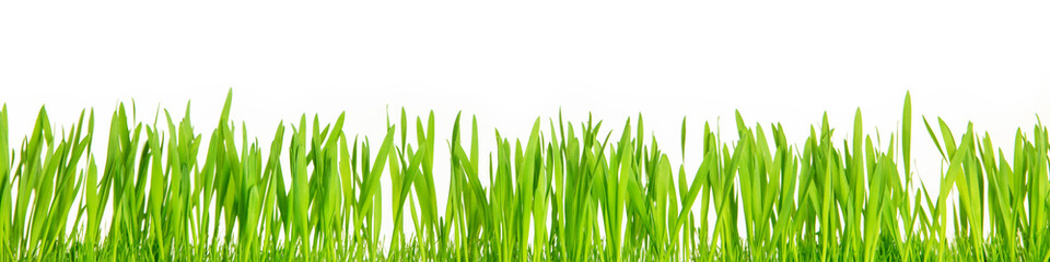 Fototapeta na wymiar Panorama, grünes gras oder Ostergras vor weißem Hintergrund