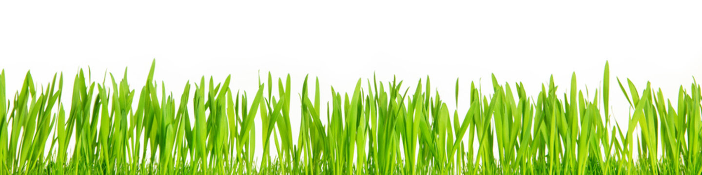 Panorama, gr&uuml;nes gras oder Ostergras vor wei&szlig;em Hintergrund