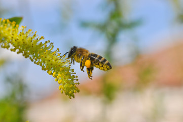 Honey bee collecting nectar on yellow flower, Honey Bee pollinating wild flower, Honey bee flying
