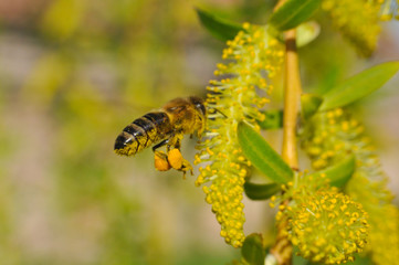 Honey bee collecting nectar on yellow flower, Honey Bee pollinating wild flower, Honey bee flying
