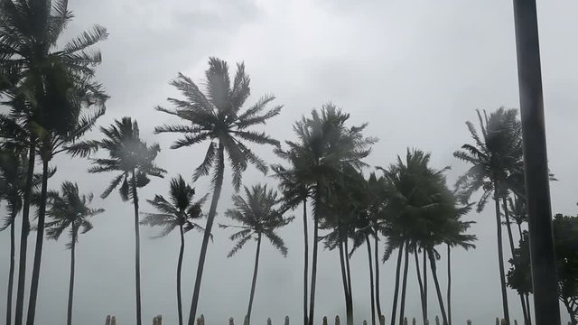 Monsoon season and heavy rain with strong wind on tropical island
