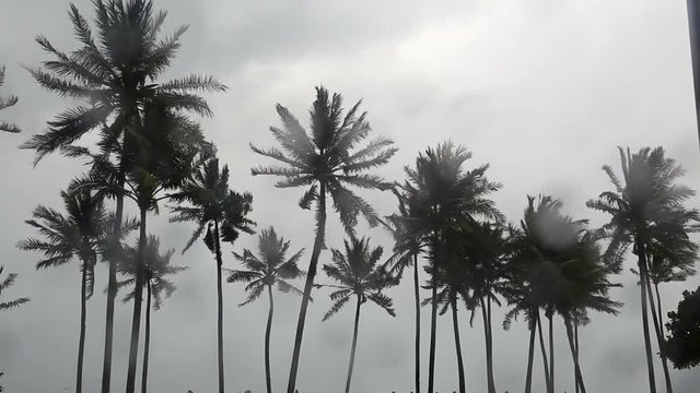 Monsoon season and heavy rain with strong wind on tropical island and coconut palm tree