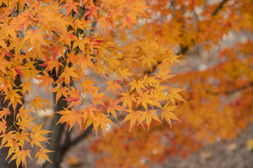 Leaves of trees with the typical colors of autumn
