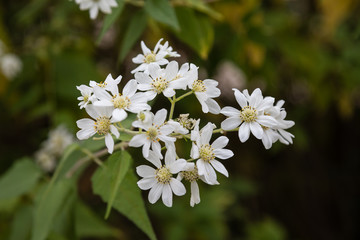 Podachaenium paniculatum flower