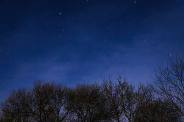 The branches of the tree on the background of the night sky winter night.