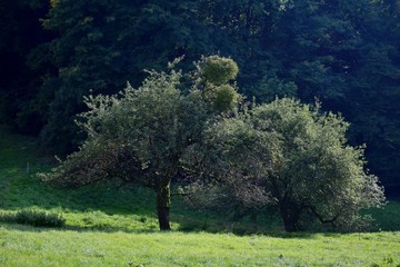 Landschaft zwischen Ursenbach und Oberflockenbach im Odenwald – Apfelbaum