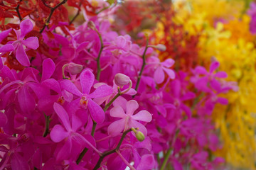 Branch of beautiful  colorful orchid  background. 