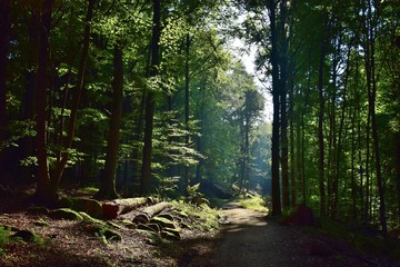 Obraz premium Wald zwischen Ursenbach und Oberflockenbach im Odenwald