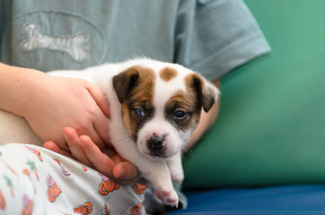 Little boy hugging a jack russel terrier puppy. He's holding the dog on his hands.