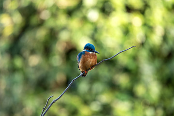 Kingfisher on a thin branch