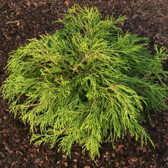 Chamaecyparis pisifera Sungold / Cypress