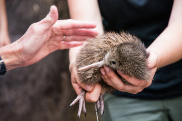Baby kiwi bird being nursed in bird nursery in Cape Kidnappers nature preserve, New Zealand