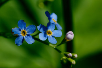 The forget-me-not flower growing on a summer meadow.