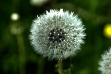 The deflowered flower of a dandelion growing on a summer meadow.