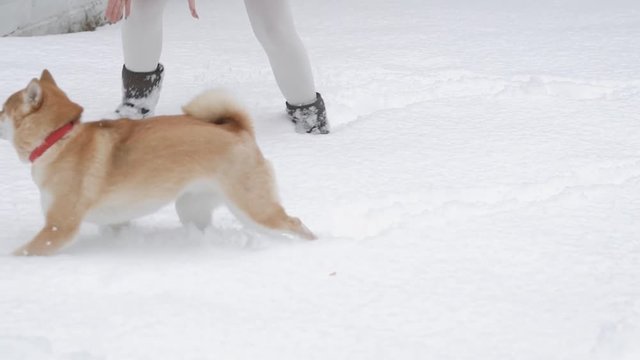 a funny and playful dog plays in a winter park with her mistress, a woman beckons to her pet with a collar