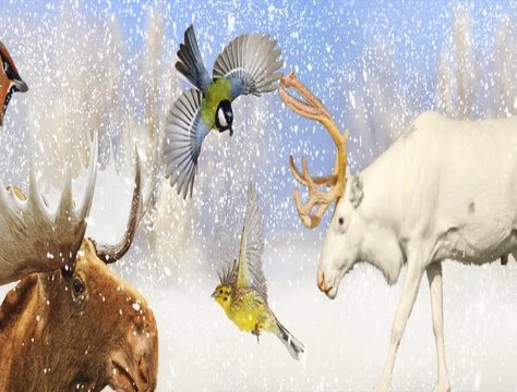 birds and animals in the snowy winter forest